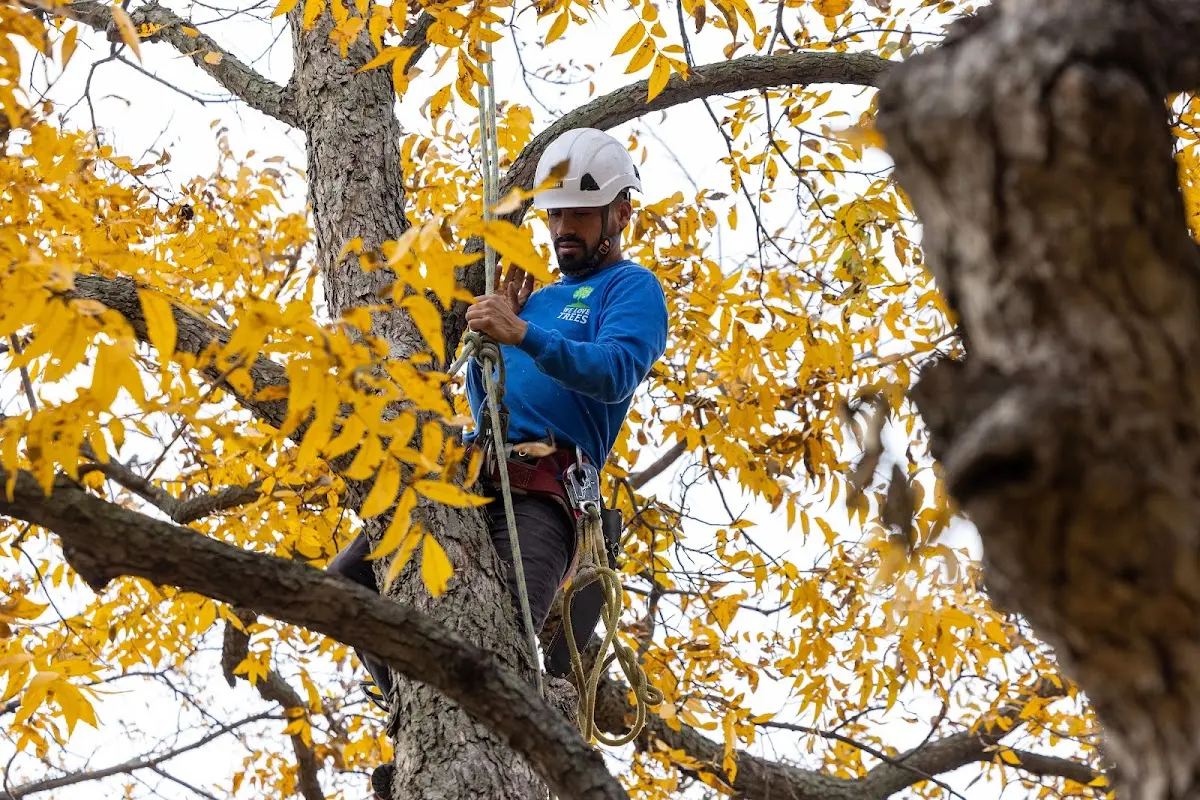 Skilled Tree Planting crew working in Norwood
